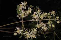 Clematis grata